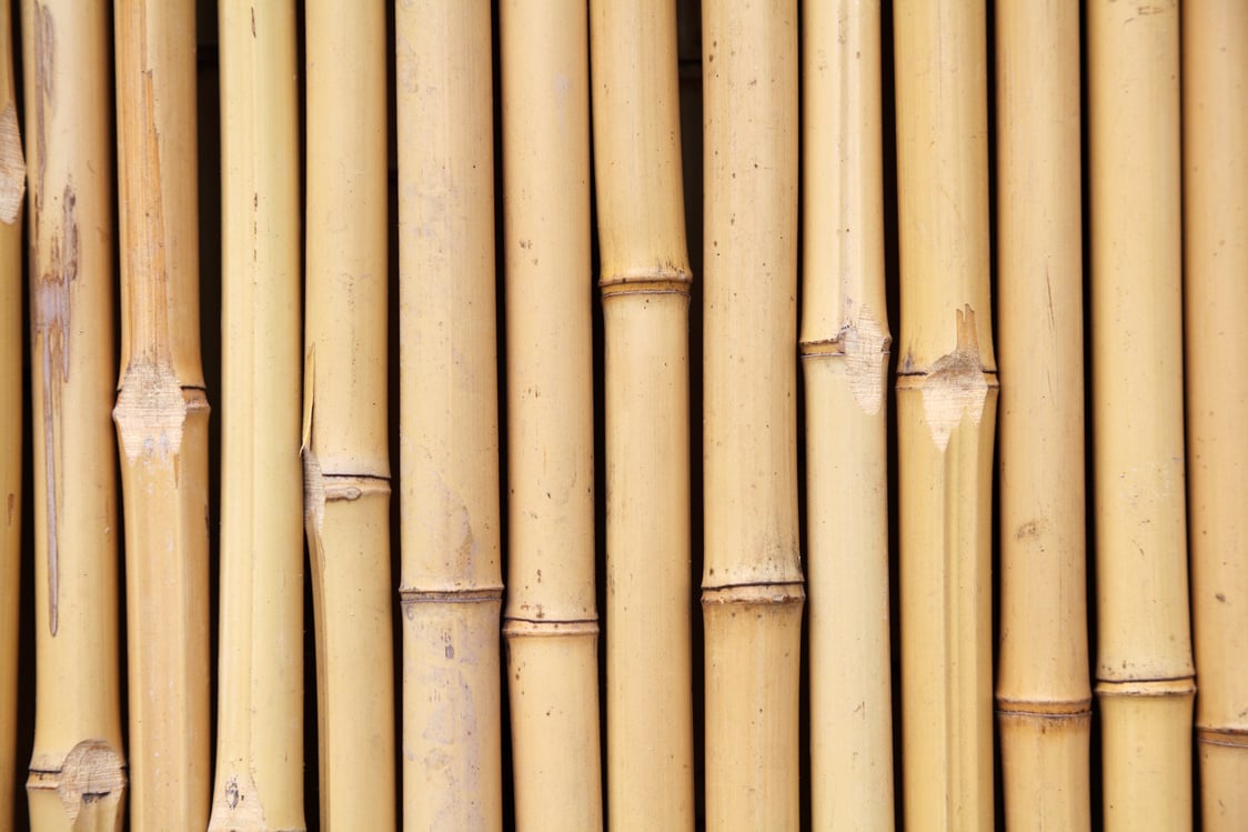 background with bambus